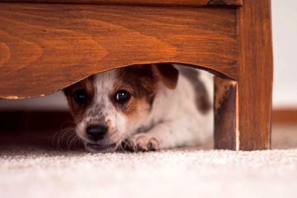 Botti di Capodanno Cani e Gatti