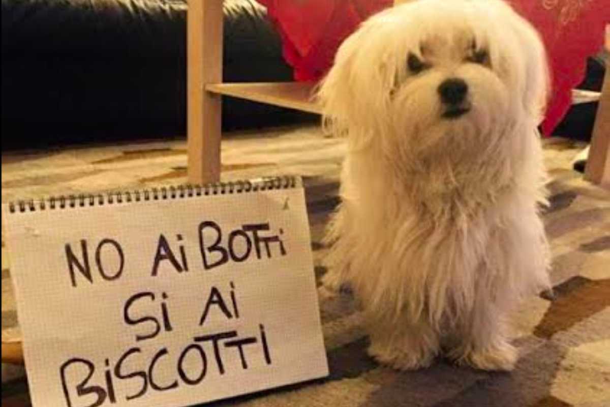 Botti di Capodanno Cani e Gatti