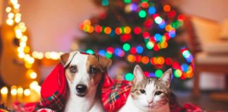 Botti di Capodanno Cani e Gatti