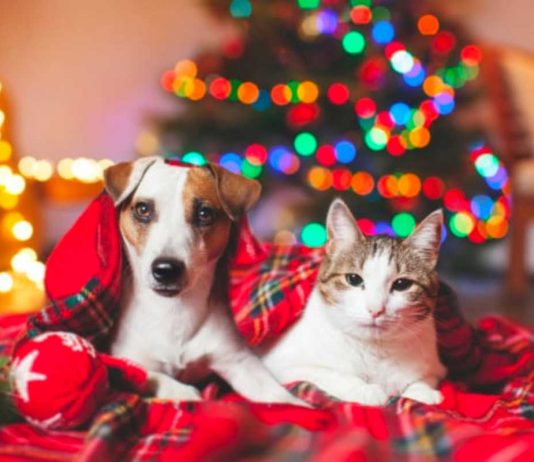 Botti di Capodanno Cani e Gatti