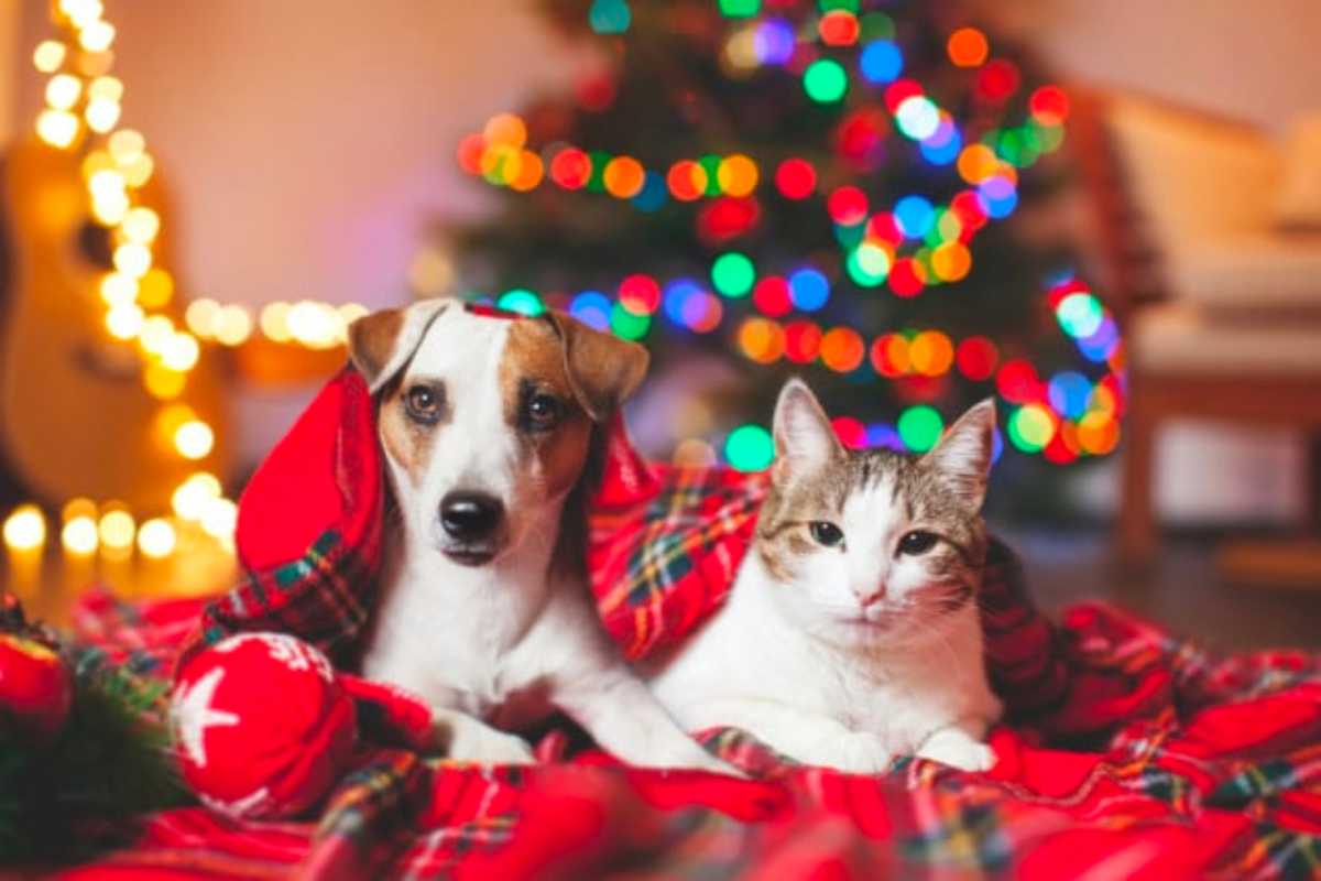 Botti di Capodanno Cani e Gatti