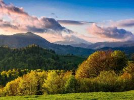 trova il cammello nella foto Sologossip